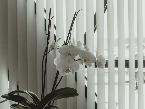 Exceptional Vertical Blinds | Dragon Shutters and Shades